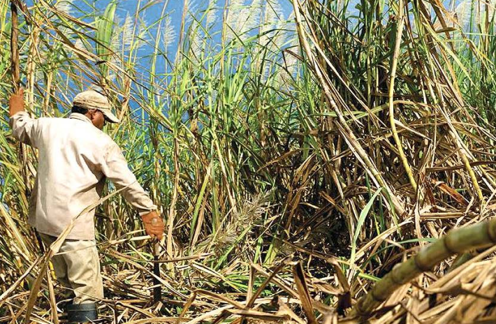 Guyana to collaborate with Guatemala on sugar sustainability, food security &ndash; Pres Ali